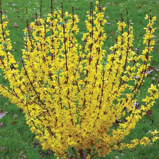 Forsythia spp. - Forsythia